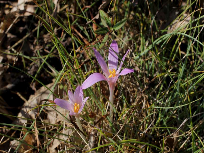 Colchicum alpinum subsp. parvulum / Colchico minore